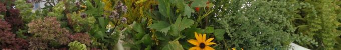 DSC02363.JPG