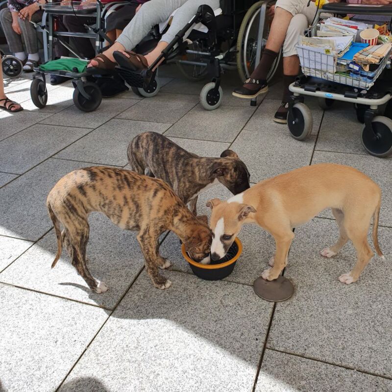 tierischer_Beusch11_edited.jpg